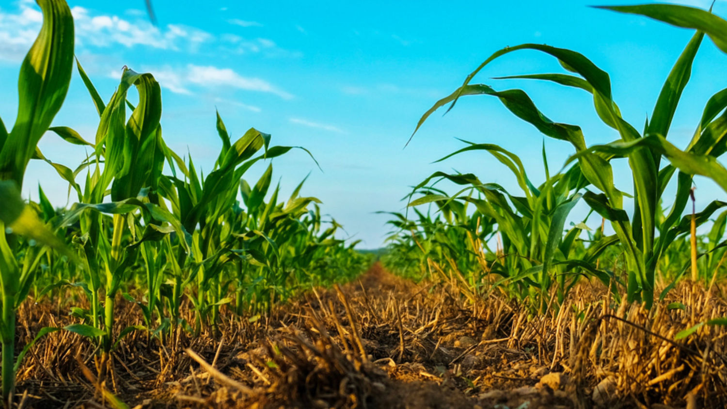 Market surveying Displays Agricultural Lenders Should Be Banking on Soil Health